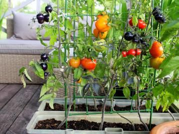 Tomatoes growing indoors