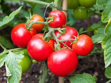 Ripe tomatoes ready for harvesting