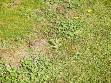 Untreated lawn in poor condition