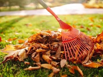 Autumn leaves make a great soil mulch when composted