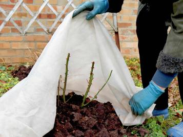 Using garden fleece to protect plants in winter