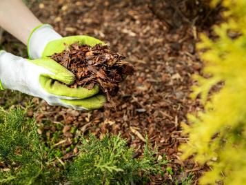 Using a mulch in the garden