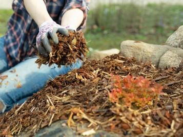 Mulch to save water in the garden