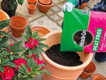 Using a peat free compost to fill pots