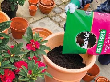 Using Miracle-Gro Peat Free Ericaceous Compost