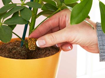 Miracle-Gro Push & Feed for long lasting feeding of houseplants