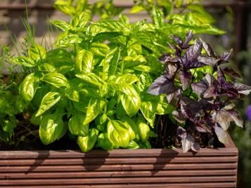 Veg growing in a planter