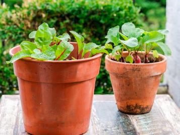Growing veg in pots