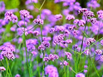 Verbena flowers in summer