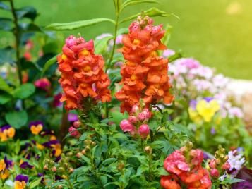 A verdant summer flower bed in full bloom