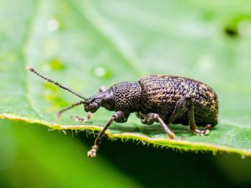 Otiorhynchus sulcatus (vine weevil) adult