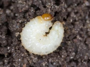 Otiorhynchus sulcatus (vine weevil) grub