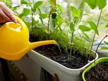 Watering container plants with a watering can