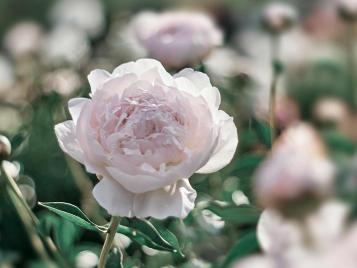 Peony with stunning white flowers