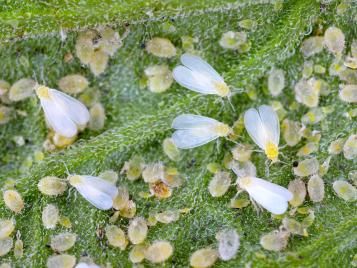 Whitefly adults and pupae on plant leaf