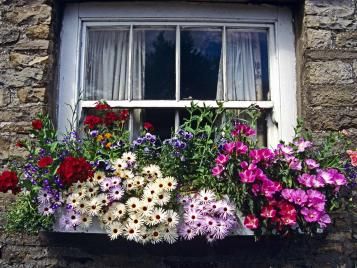 Window box flower display