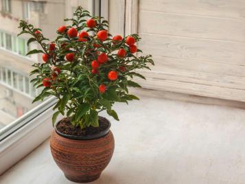 Winter Cherry (Solanum) growing indoors