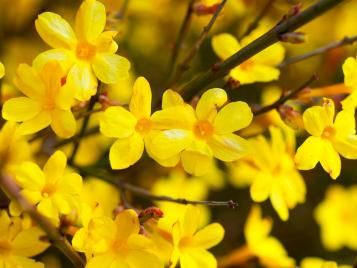 Winter Jasmine flowers in bloom