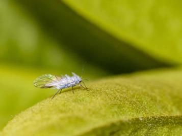 Wooly aphid closeup