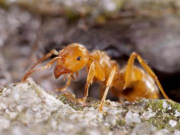 Yellow meadow ant (Lasius flavus)