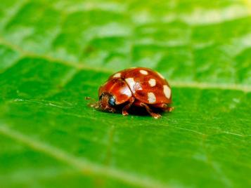 Cream Spotted Ladybird