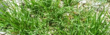Annual Meadow Grass