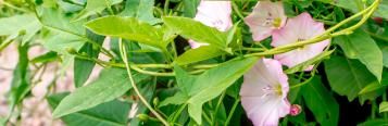 bindweed