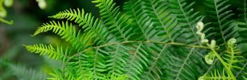 Bracken