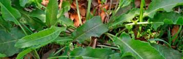 dock leaf