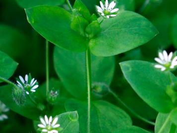 chickweed