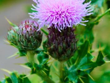 thistles