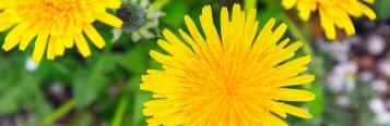 Dandelion control