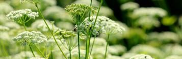 L'Herbe Aux Goutteux