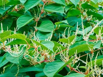 japanese knotweed