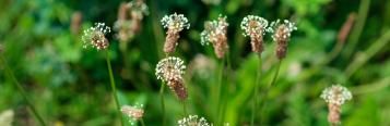 Plantain control