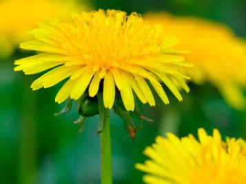 loewenzahn entfernen