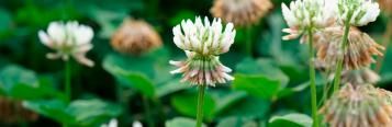 white clover