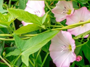 Hedge bindweed