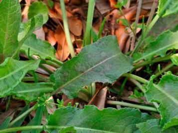 Broad leafed dock weed