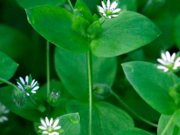 Chickweed