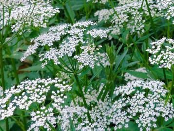 Ground elder weed