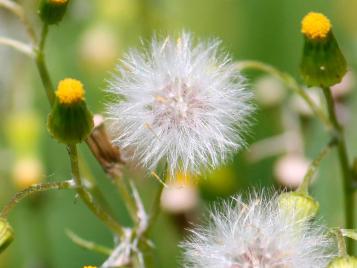 Groundsel weed