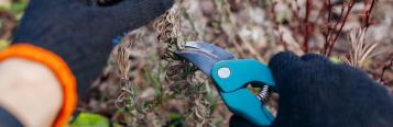 Winter pruning: a complete guide for a thriving garden