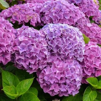 bolhortensia in bloei