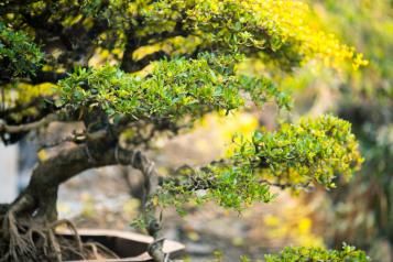 Jak uprawiać i dbać o drzewko bonsai