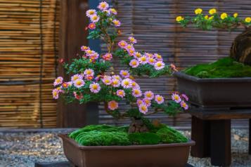 Jak uprawiać i dbać o drzewko bonsai