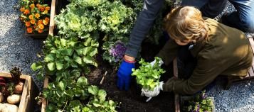 lovethegarden | Scotts NZ