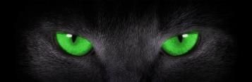 Tomcat banner image