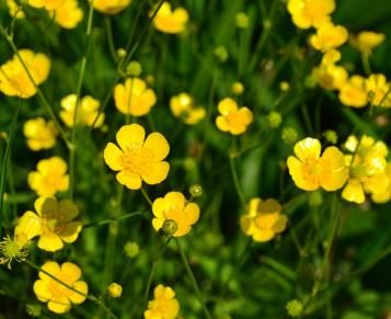 Love the Garden / Buttercup / FAQ