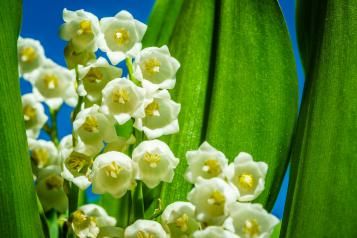 Image for Calendrier du jardin mai 